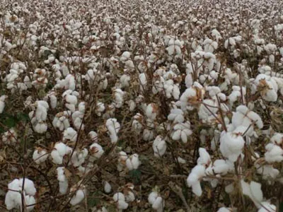 Центробежные вентиляторы SunxFan с двойным входом снова модернизированы: новое поколение продуктов с переменной частотой EC помогает сборщикам хлопка работать эффективно